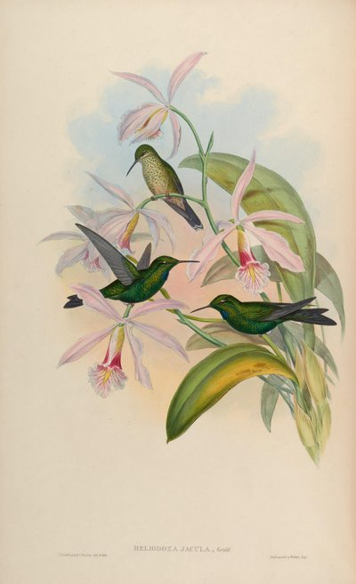 Heliodoxa jacula - John Gould